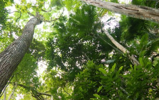 BNDES busca gestor para projetos de preservação de biomas