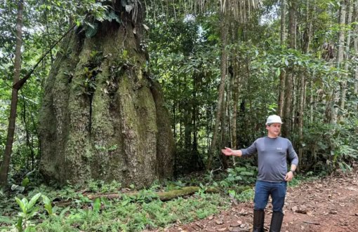 Mercado de carbono moderniza conservação florestal