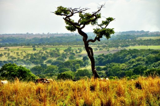 Cerrado pode ampliar produção regenerativa em áreas já abertas
